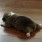 もやし
